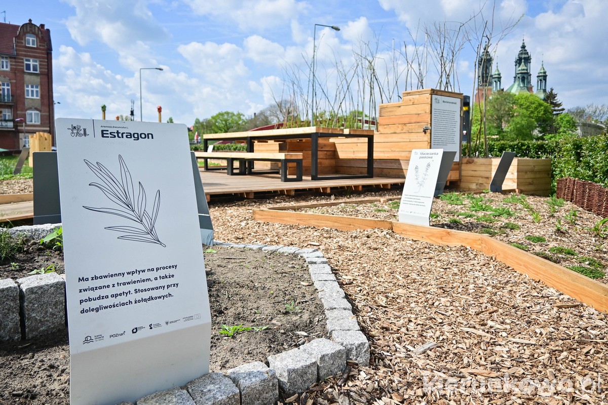 Eksperymentalny ogród na Śródce w Poznaniu