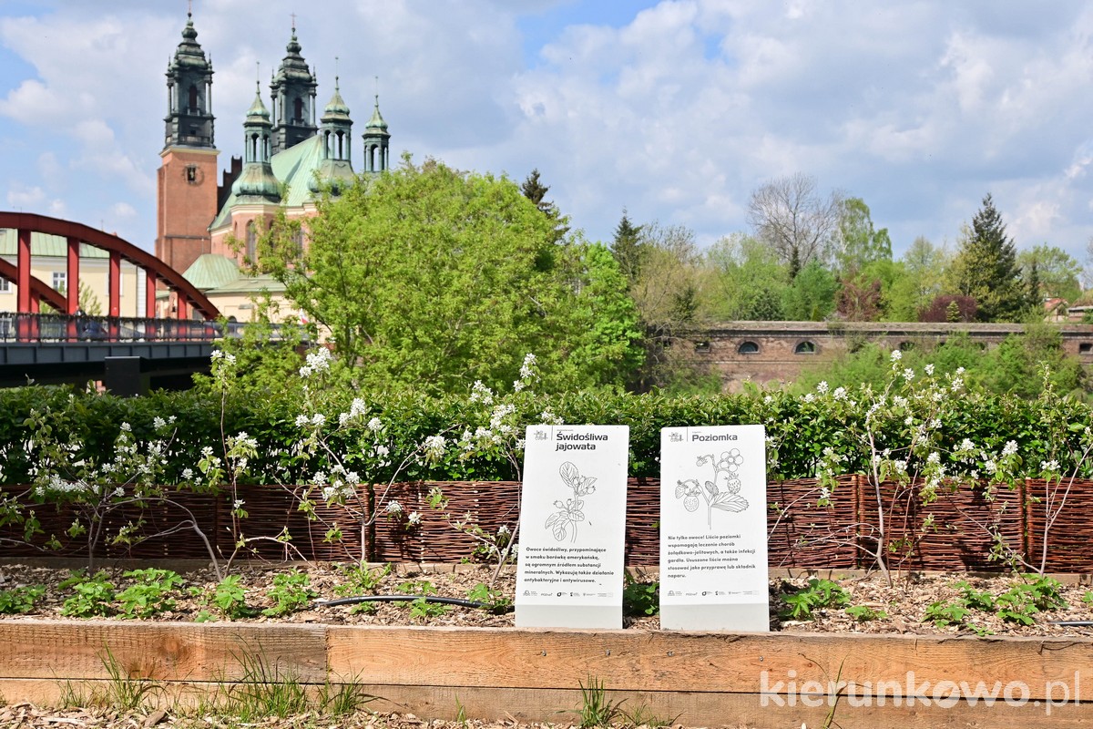 Eksperymentalny ogród na Śródce w Poznaniu zioła ogródek ziołowy kwiatowy poznań śródka