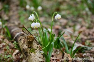 rezerwat śnieżycowy jar śnieżyca wiosenna wysyp śnieżycy snieżyc