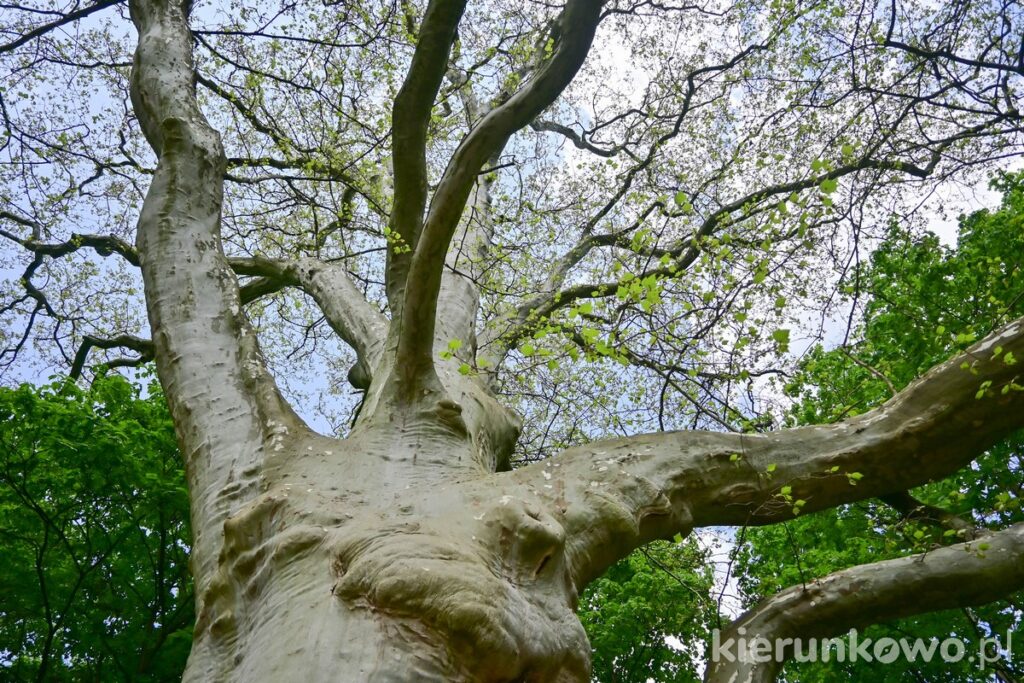 drzewo korona wiosna potężne jankowice