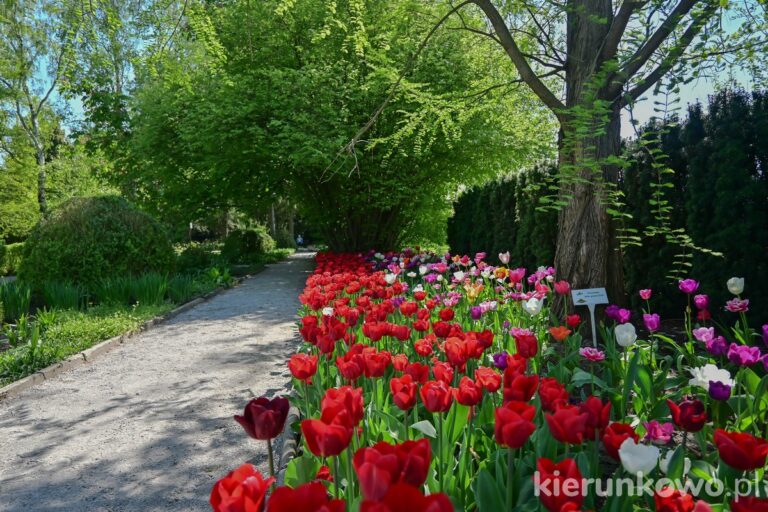 ogród botaniczny w poznaniu tulipany kwitnące czerwone różowe