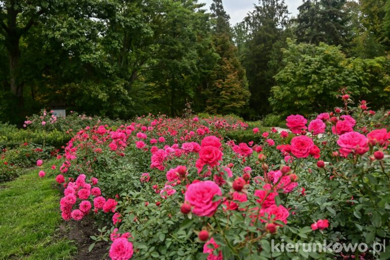 kwitnące róże różowe biskupie ogród botaniczny w poznaniu