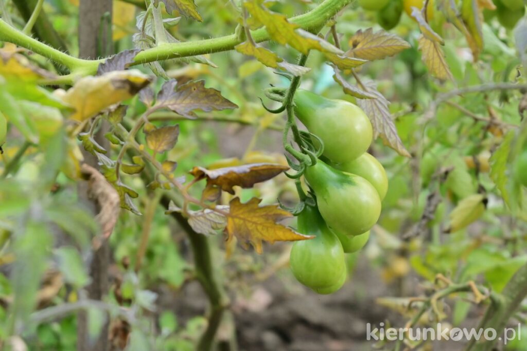 małe pomidory pomidorki zielone