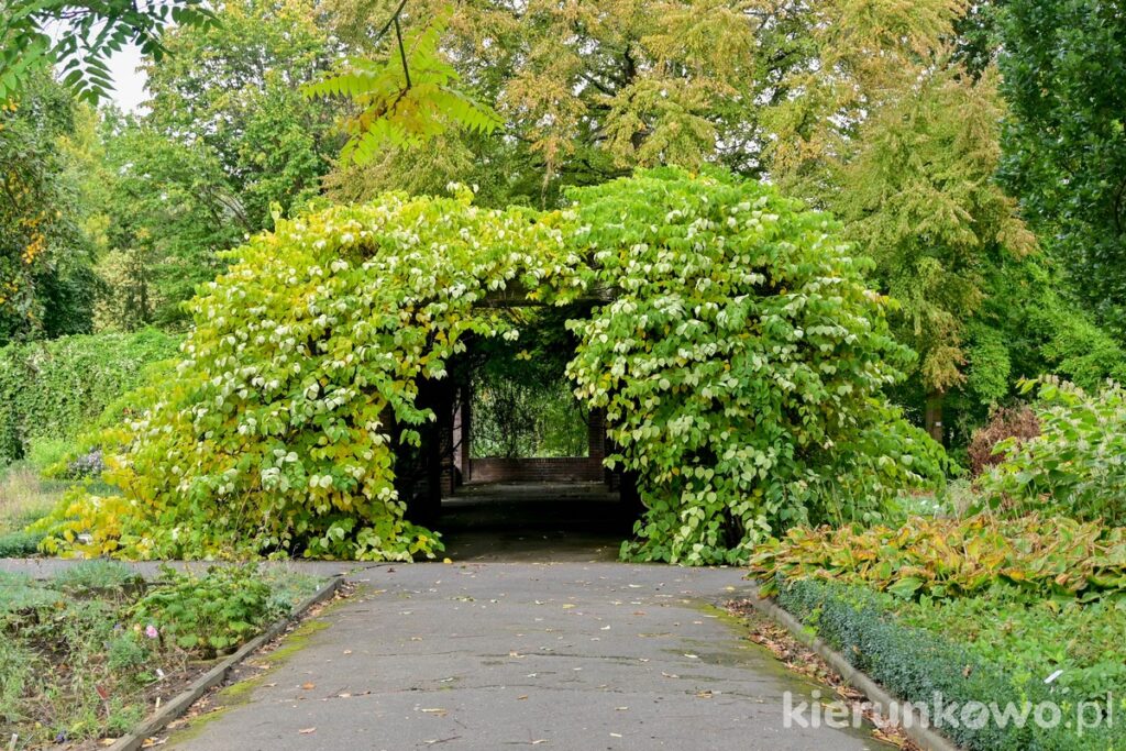 tunel roślinny pawilon spacerowy zielony