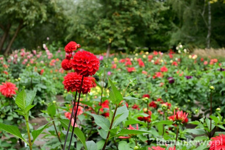 kwitnące dalie ogród botaniczny w poznaniu czerwone dalie