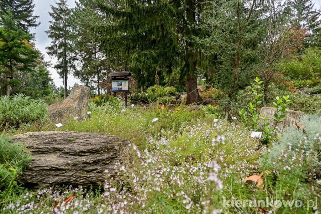 alpinarium ogród botaniczny w poznaniu skały drobne kwiatki