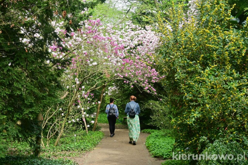 arboretum w kórniku kwitnące magnolie spacer arboretum kórnickie park w kórniku