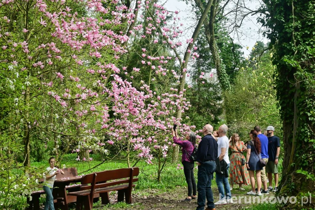 arboretum w kórniku magnolie turyści kórnik atrakcje