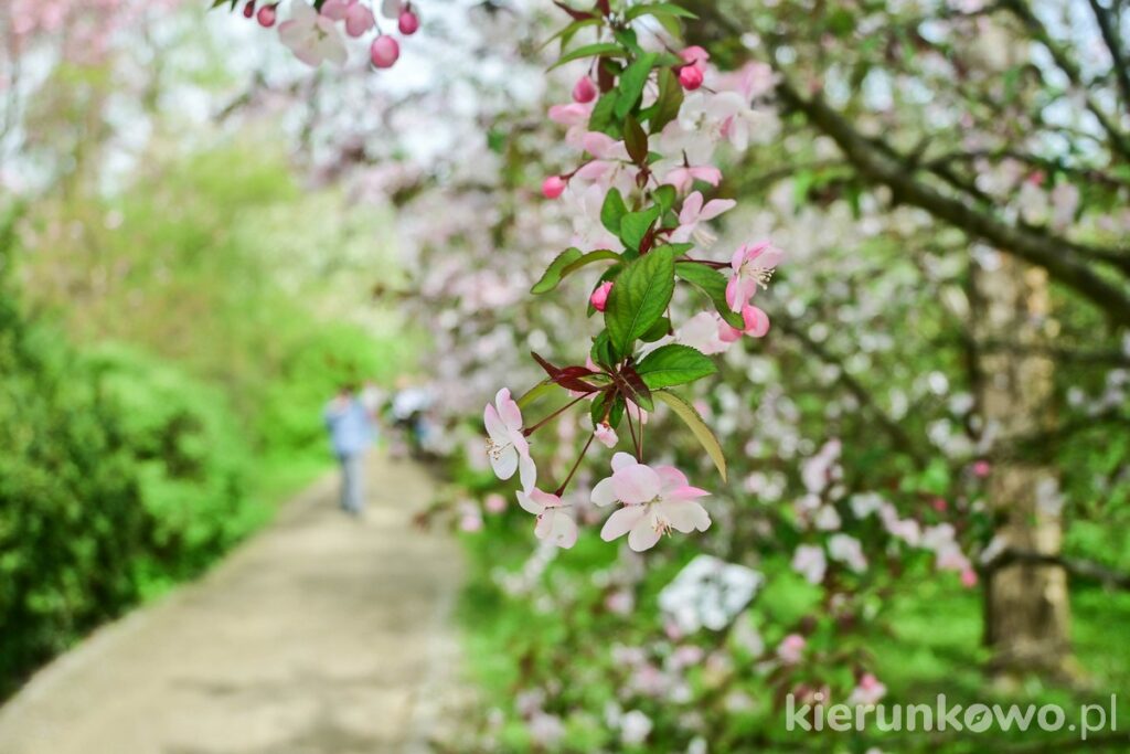 kwitnące wiśnie arboretum w kórniku Najpiękniejsze parki w Wielkopolsce