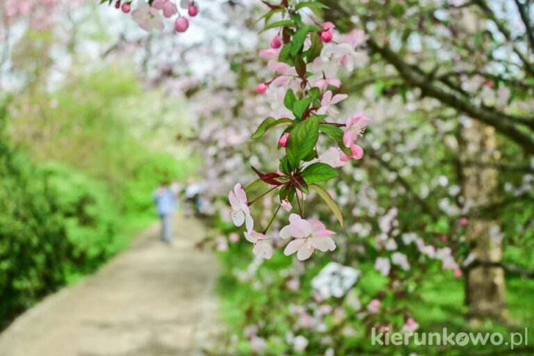 kwitnące wiśnie arboretum w kórniku