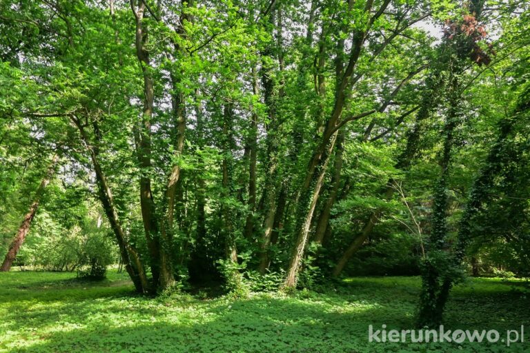 arboretum w kórniku drzewo o wielu pniach