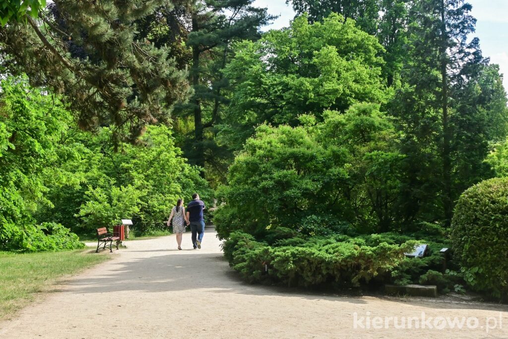 alejka w kórnickim arboretum