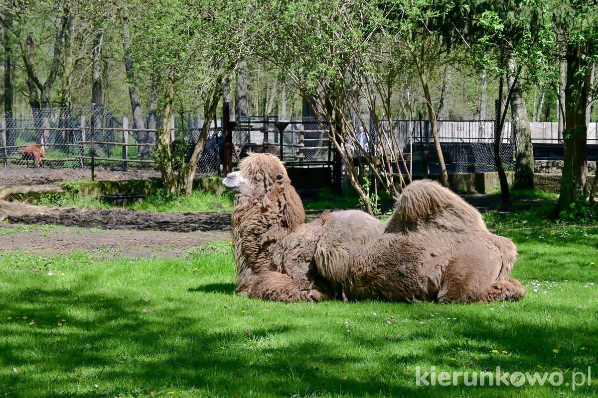 zoo nowy tomyśl wielbłąd dwugarbny
