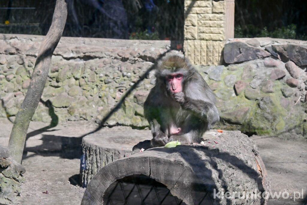 małpa szympans makak zoo nowy tomyśl