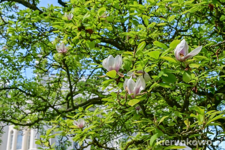magnolie Arboretum w Kórniku