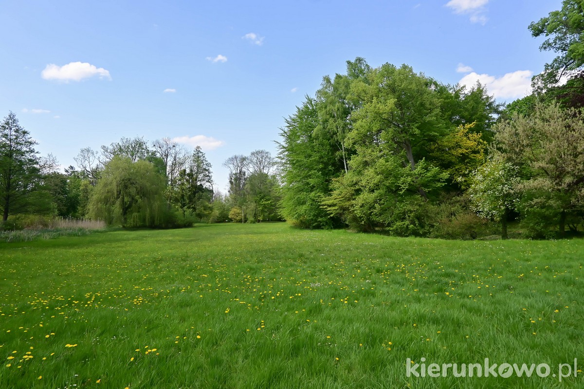 arboretum kórnickie polana parkowa