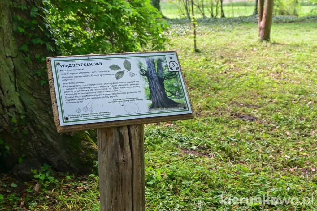 arboretum kórnickie tablica informacyjna drzewo opis