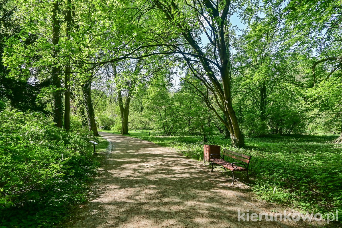 Arboretum w Kórniku aleja parkowa drzewa zieleń