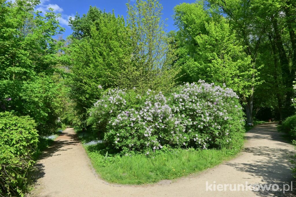 Arboretum w Kórniku kwitnące lilaki alejki