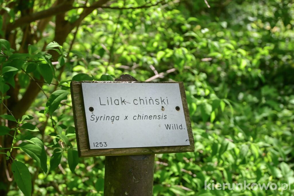 tabliczka lilak chiński arboretum