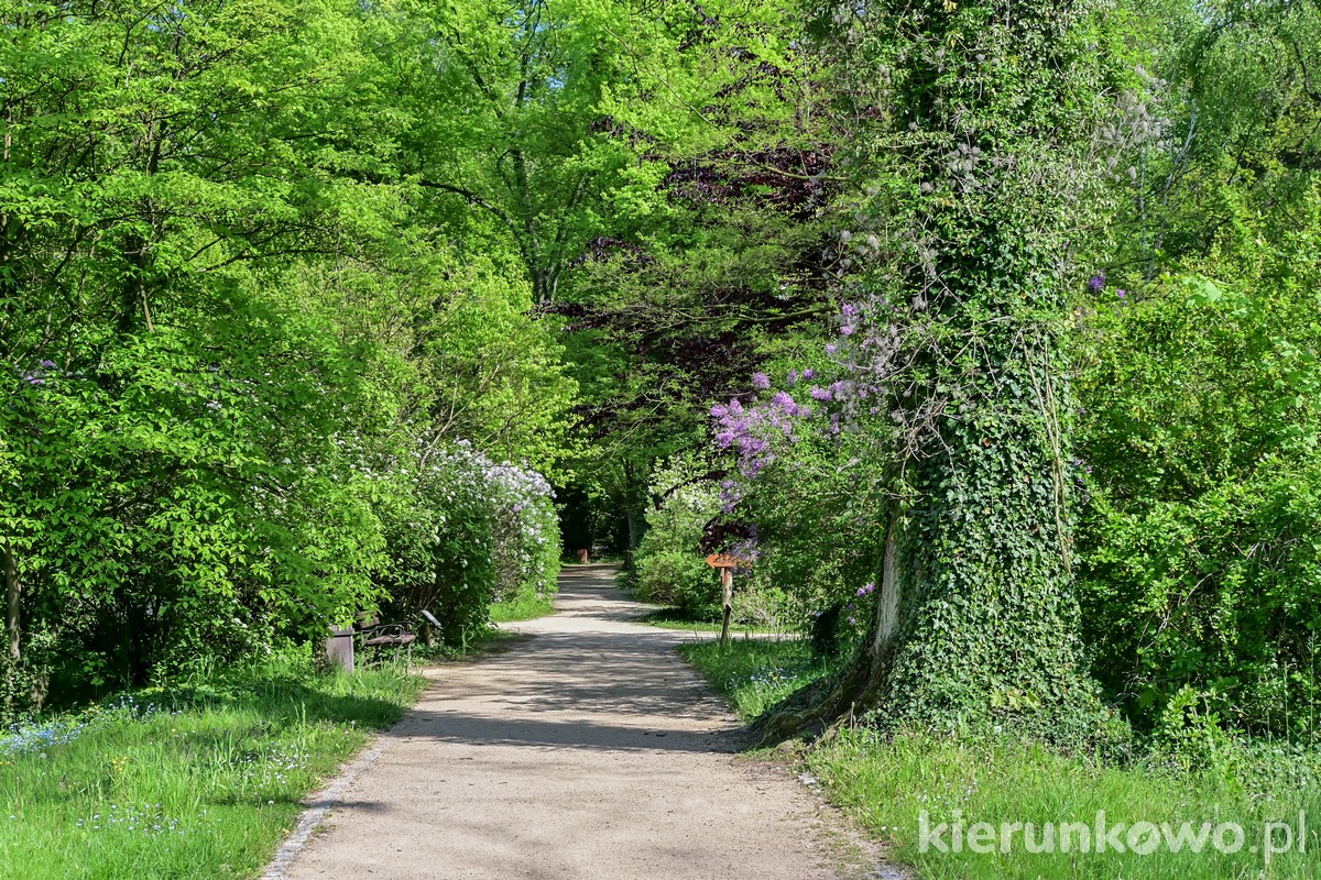 Arboretum w Kórniku alejka parkowa