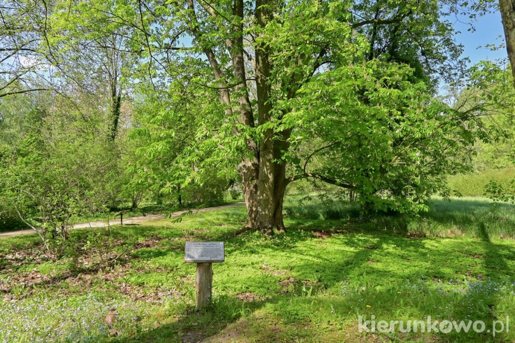 Arboretum w Kórniku arboretum kórnickie kasztanowiec japoński