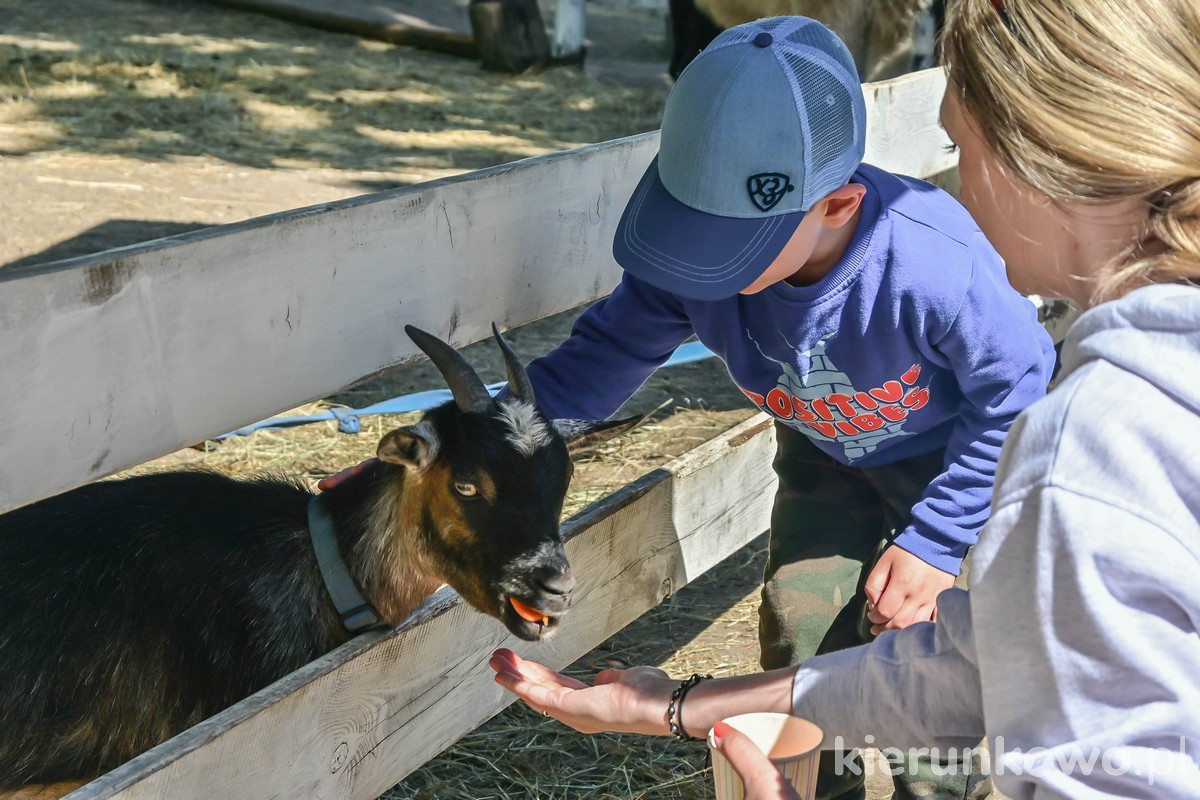 karmienie zwierząt koza mini zoo koszalin atrakcje dla dzieci w sarbinowie i okolicy