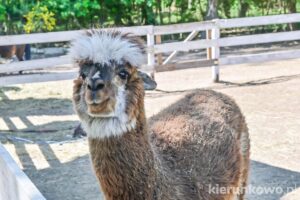 Nasz Zwierzogród alpaka mini zoo koszalin czersk koszaliński atrakcje dla dzieci w sarbinowie i okolicy atrakcje w sarbinowie