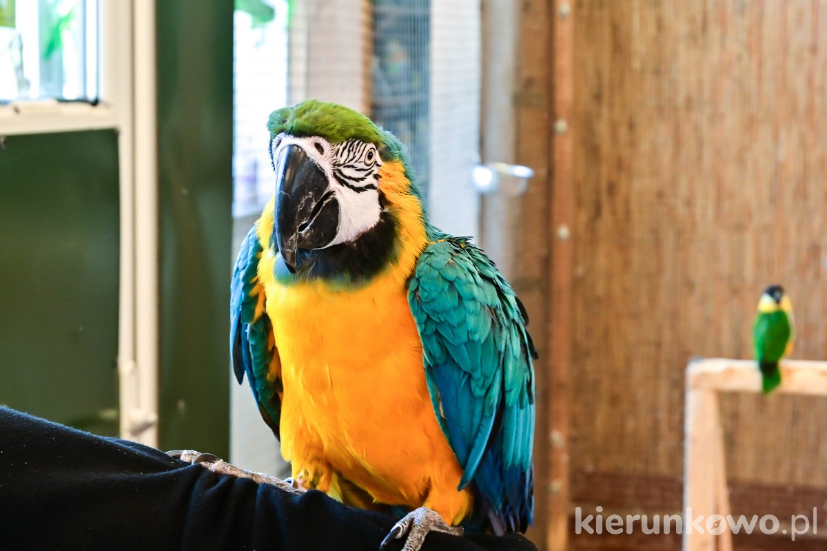 Papugarnia w Koszalinie papuga ara atrakcje dla dzieci w sarbinowie i okolicy nietypowe atrakcje dla dzieci nad morzem