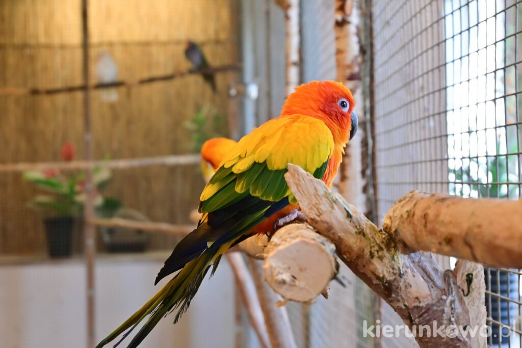 Papugarnia w Koszalinie kolorowa papużka papuga na gałezi atrakcje w sarbinowie