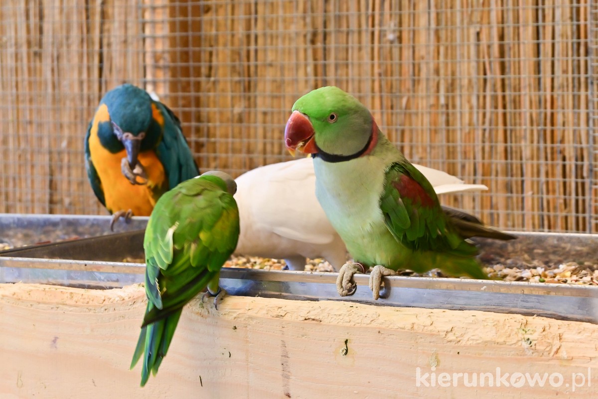 papugi koszalin papugarnia w koszalinie