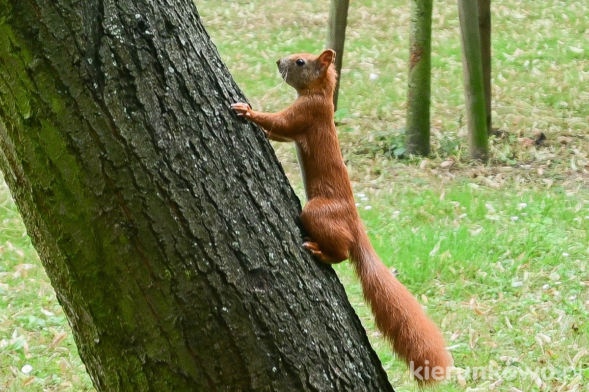 wiewiórka w kaliskim parku