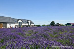 Lawendowe Zdroje w Pakszynie