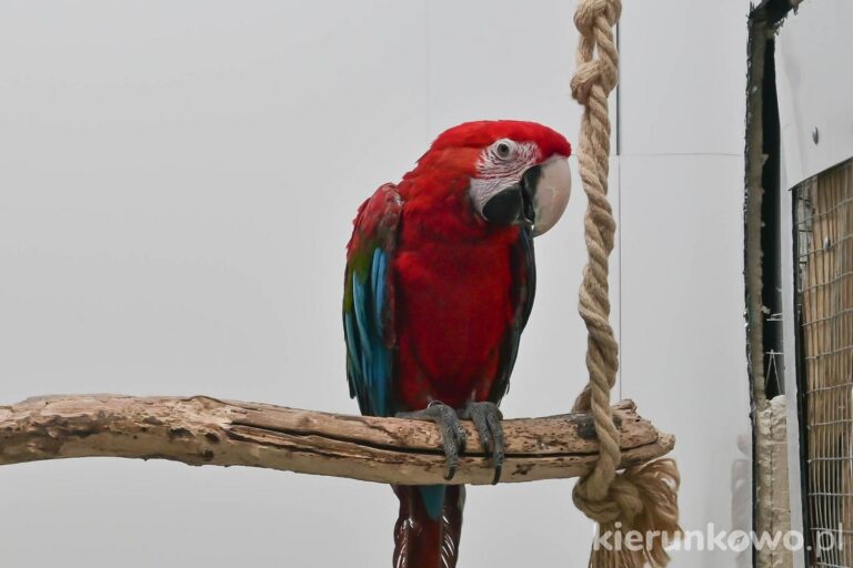 czerwona papuga ara w parku miniatur w kłodzku