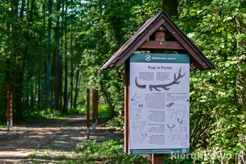 ścieżka edukacyjna lasy państwowe wilkowyja jarocin