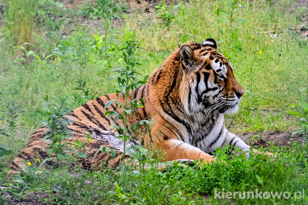 tygrys zoo poznań nowe zoo ogród zoologiczny co zwiedzić w poznaniu