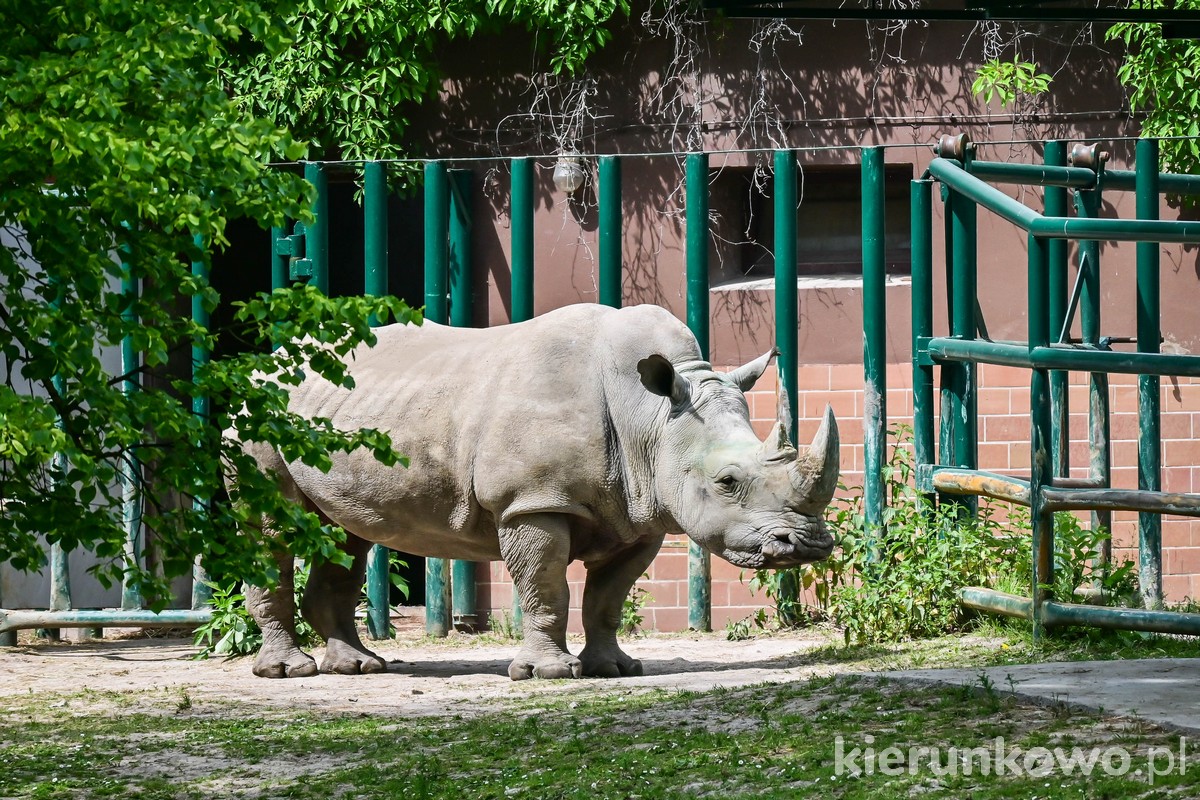 nosorożec nowe zoo w poznaniu