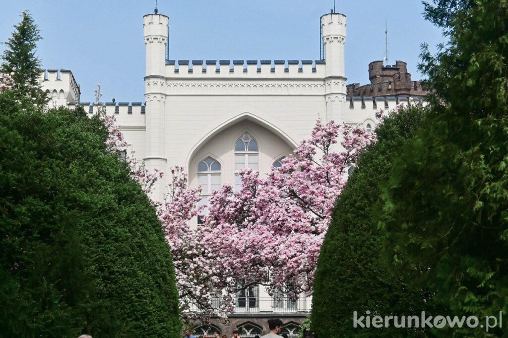 gdzie na majówkę pomysły na majówkę magnolie kórnik atrakcje arboretum kórnickie