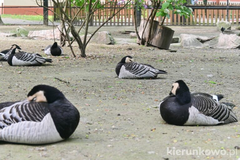 ptaki tropikalne zoo poznań