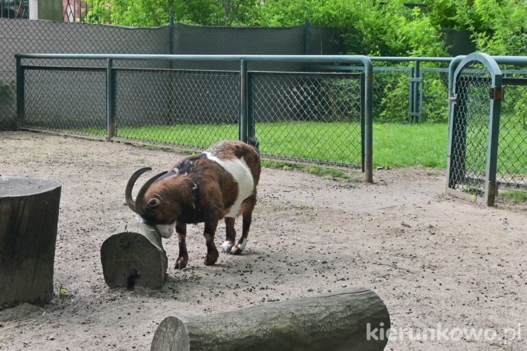 koza baran rogi kozioł zoo w poznaniu