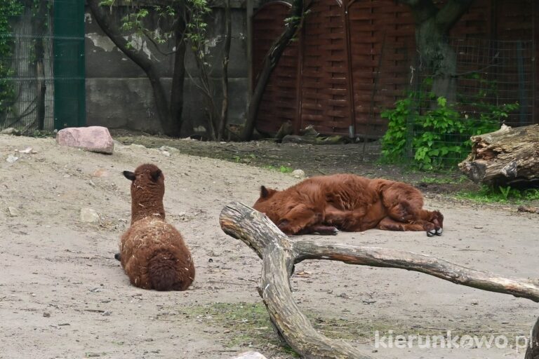 alpaki ogród zoologiczny w poznaniu
