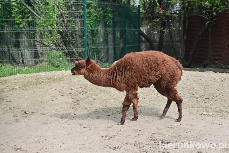alpaka poznań