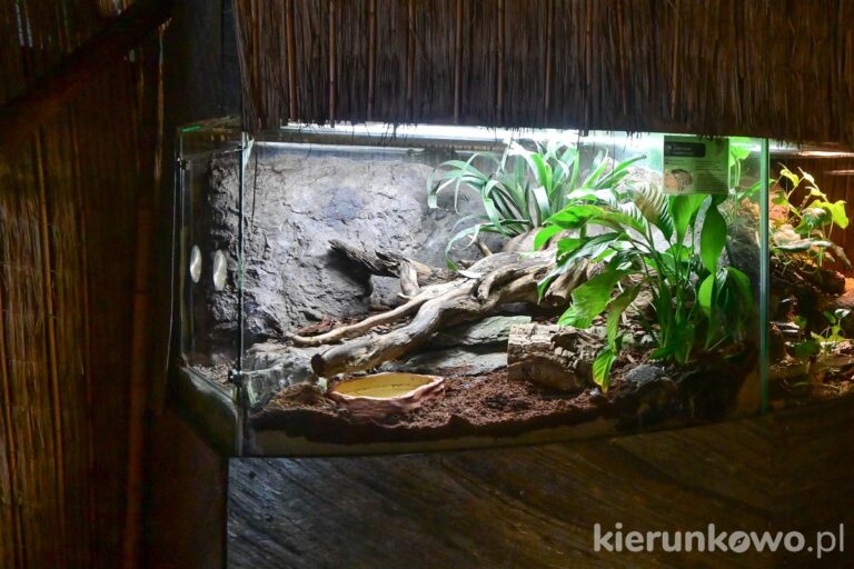 pawilon zwierząt zmiennocieplnych poznań terrarium