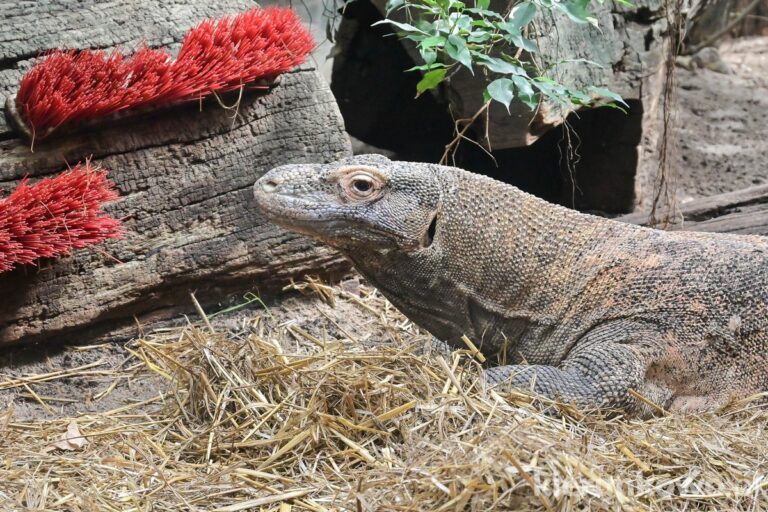 warany z komodo poznań zoo