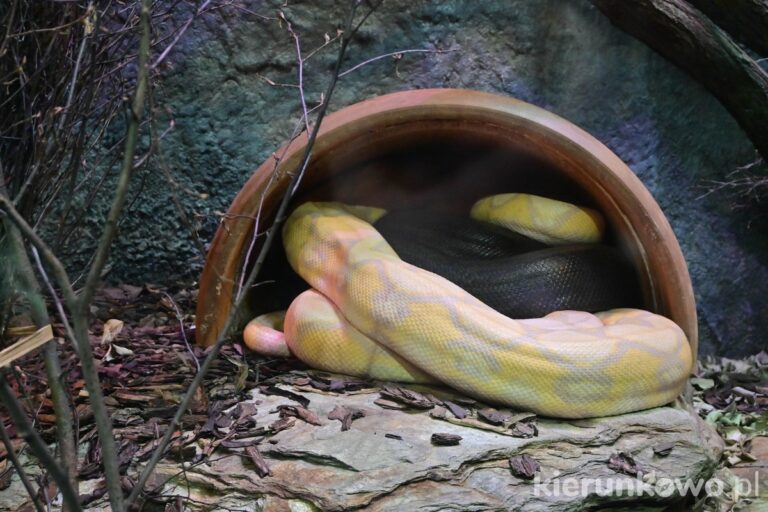 pyton pasiasty zoo poznań