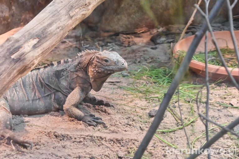 jaszczurka poznań pawilon zoo