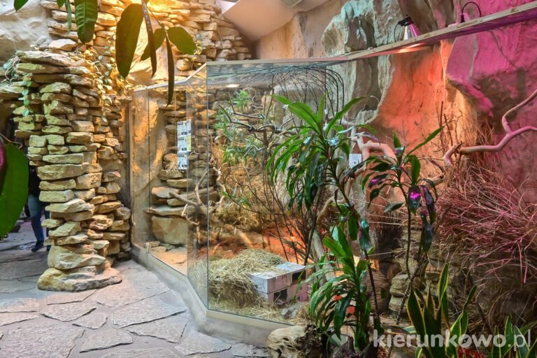 pawilon zwierząt zmiennocieplnych poznań imitacja lasu tropikalnego
