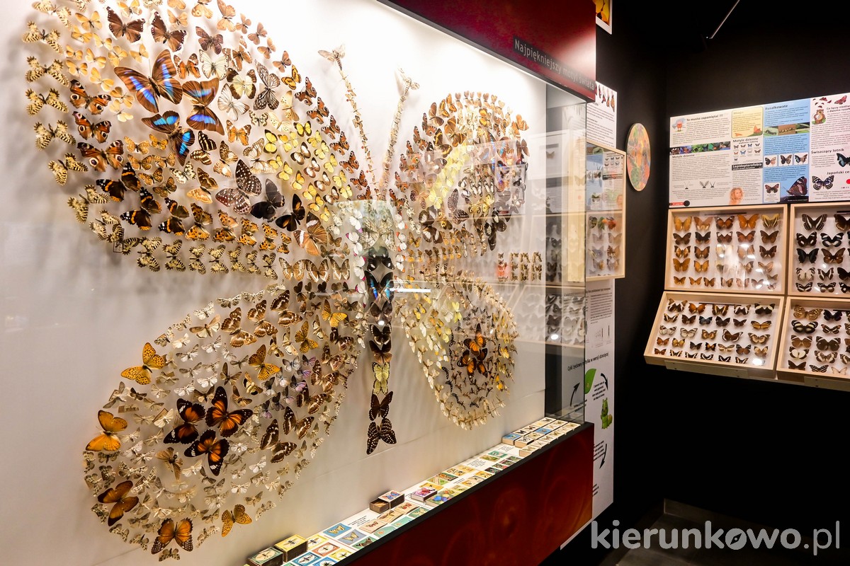 muzeum motyli w łebie łeba