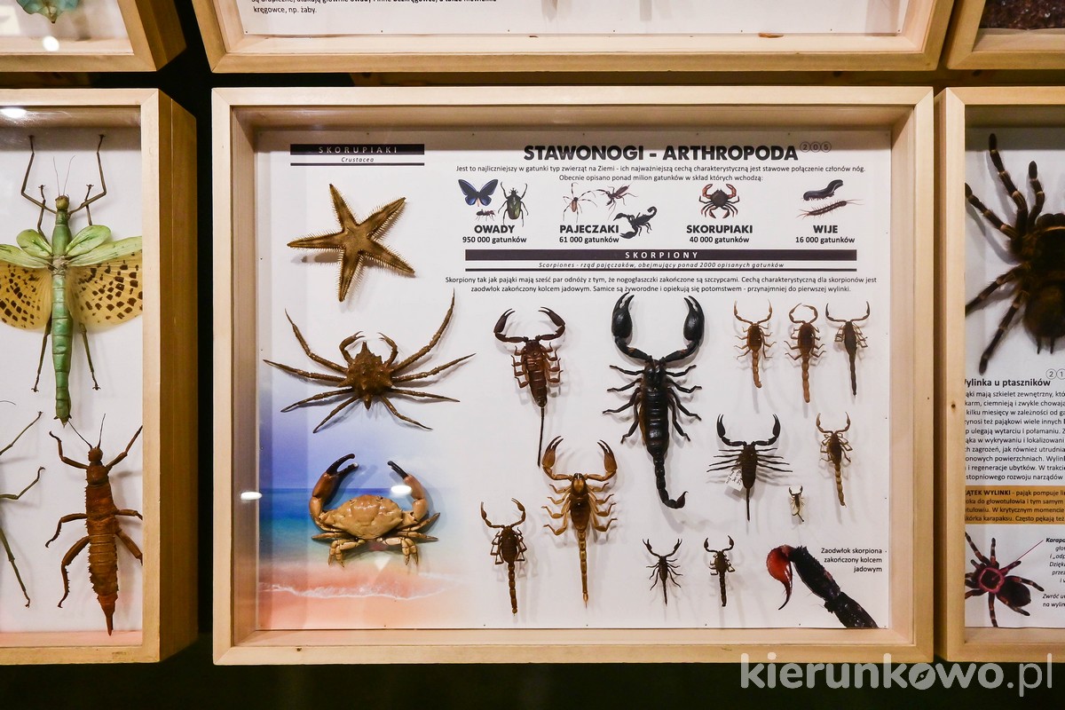 skorpiony ekspozycja wystawa łeba
