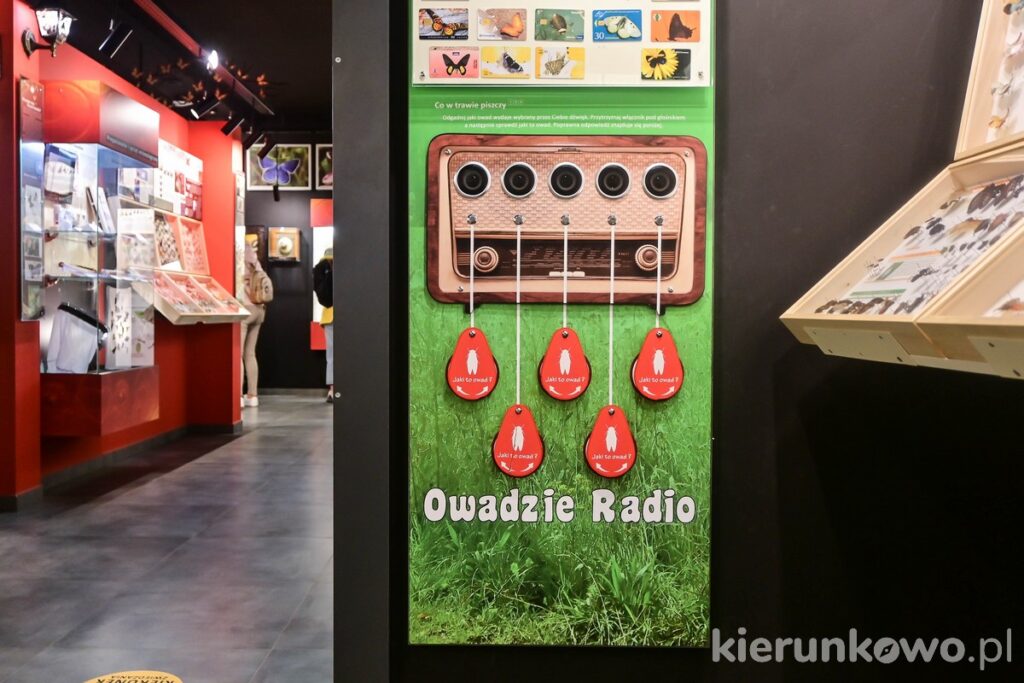 owadzie radio ekspozycja motyle łeba